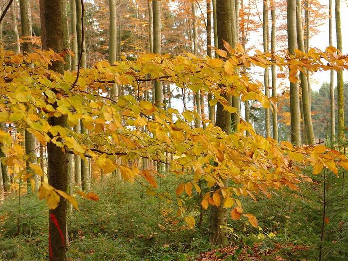 Schwarzwaelder Ferienwohnungen Seelbach  Luaran gambar