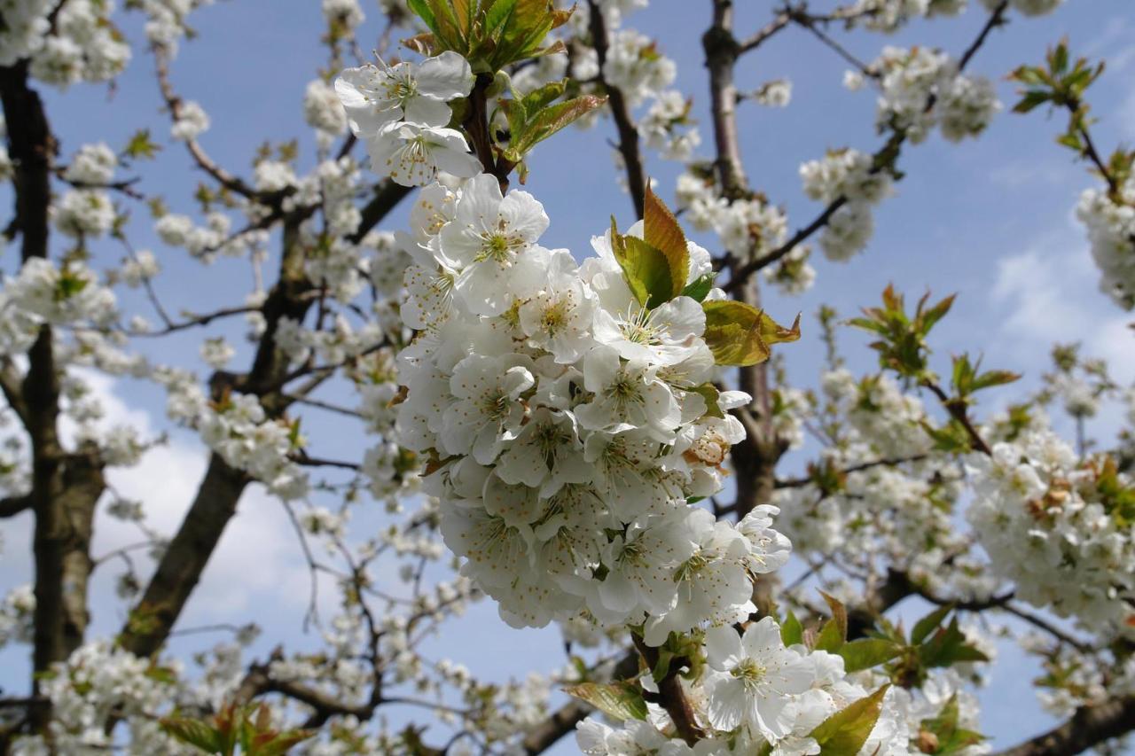 Schwarzwaelder Ferienwohnungen Seelbach  Luaran gambar